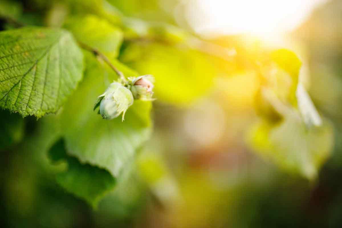 American Hazelnut Leaf